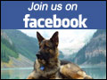 Join Quellen German Shepherds on Facebook!