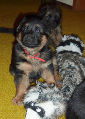 Quellen German Shepherd puppies