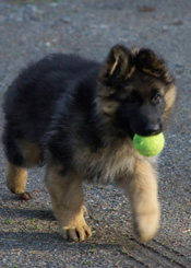 uellen German Shepherd puppies