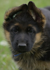 uellen German Shepherd puppies