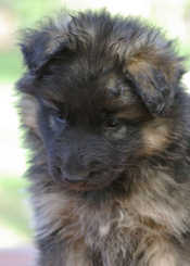 uellen German Shepherd puppies