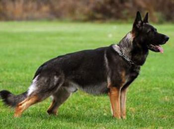 Sire Crash - Quellen German Shepherds