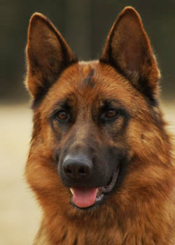 Our Dam Freya - Quellen German Shepherds