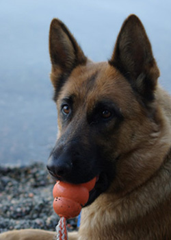 Dam Freya - Quellen German Shepherds