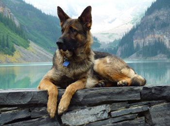 Dam Helliah - Quellen German Shepherds