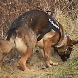 Quellen German Shepherds