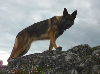 Our Dam Helliah - Quellen German Shepherds