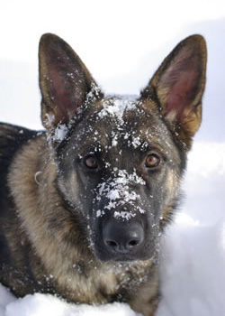 Our Dam Helliah - Quellen German Shepherds