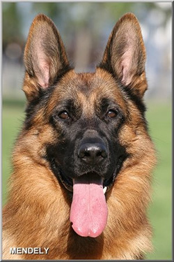 Sire Koni - Quellen German Shepherds