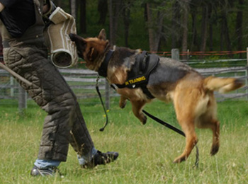 Dam Freya - Quellen German Shepherds