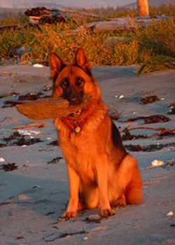 Dam Freya - Quellen German Shepherds