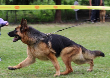 Upcoming Puppies and Litters Quellen German Shepherds