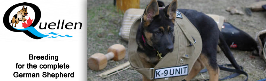 Quellen German Shepherds