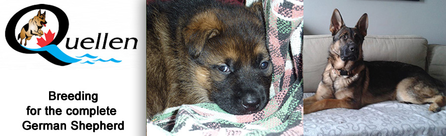 Quellen German Shepherds