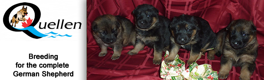 Quellen German Shepherds