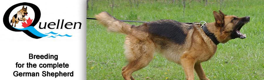 Quellen German Shepherds