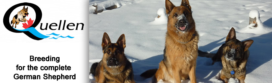 Quellen German Shepherds