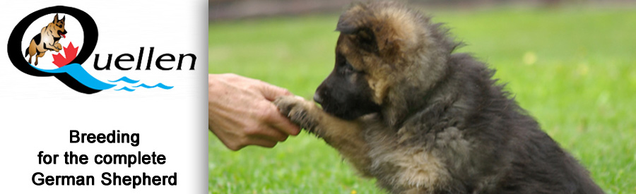 Quellen German Shepherds