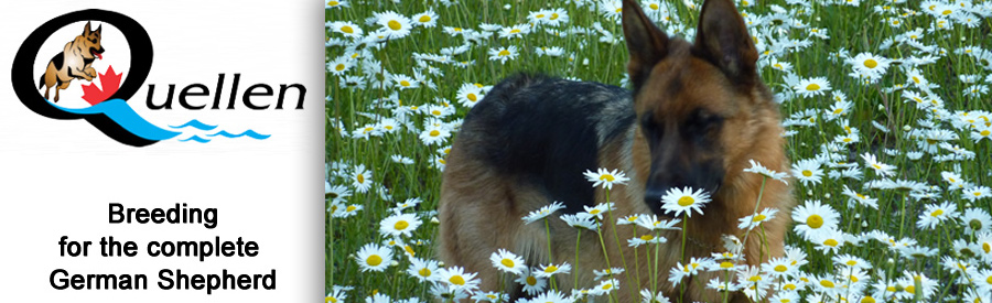 Quellen German Shepherds