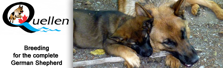 Quellen German Shepherds