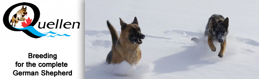 Quellen German Shepherds